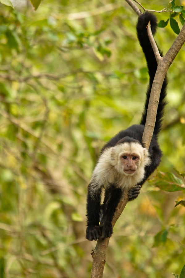 Capuchin