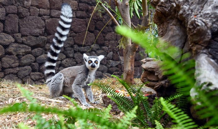 Lemur