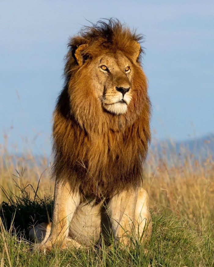 Lion
