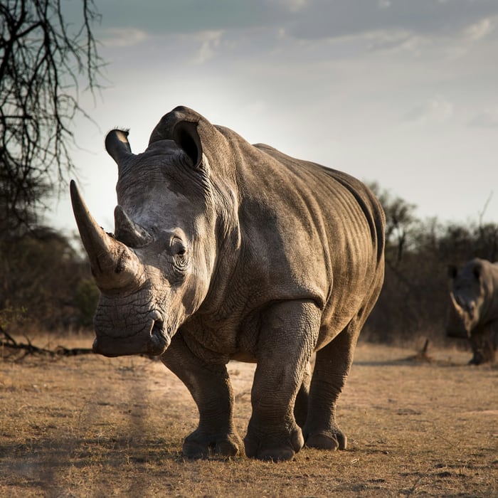Rhino