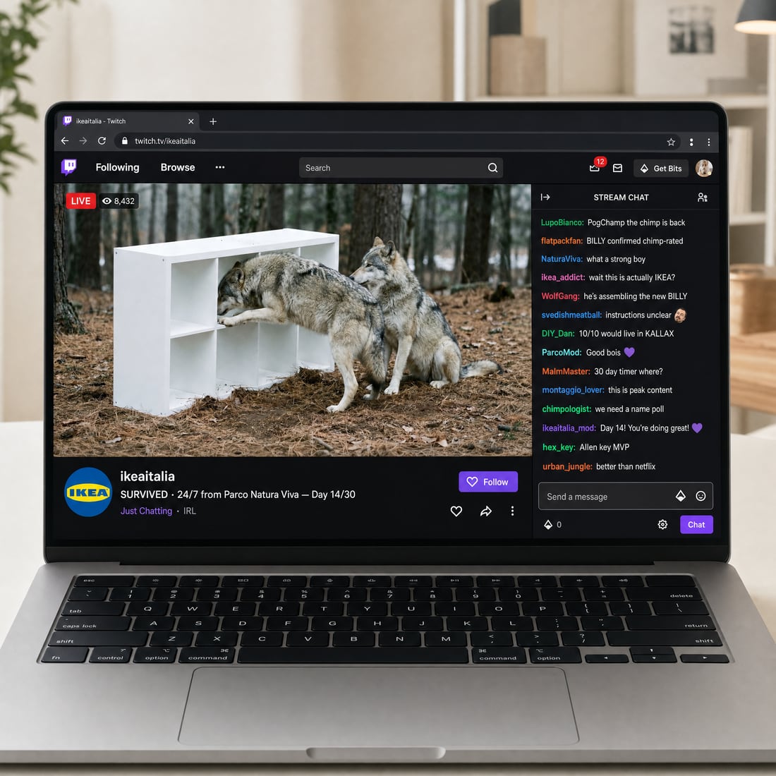 The wolf enclosure streaming 24/7 live on Twitch